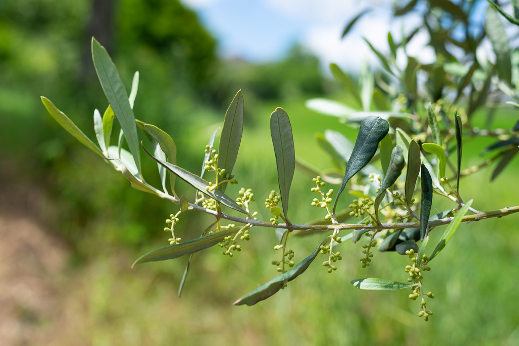 Baby olives in Le Marche, Italy
Things to do in Le Marche in spring