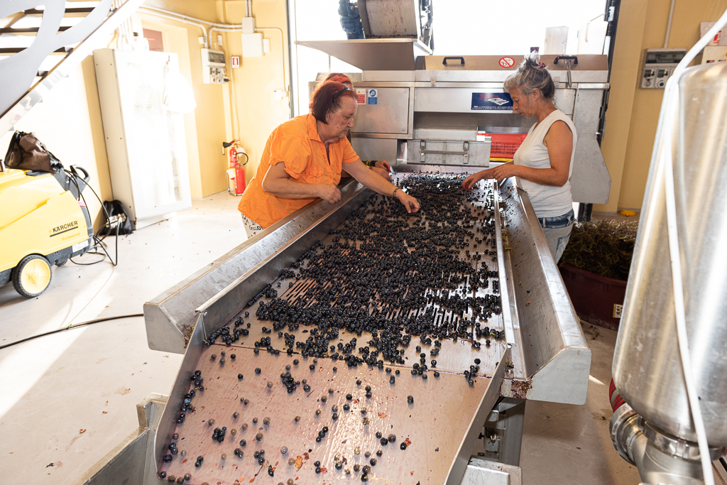 De-stemming the grapes at Podere sul Lago winery